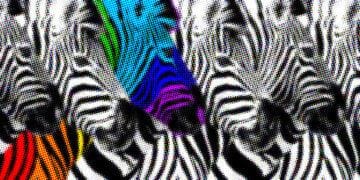 diversity zebras