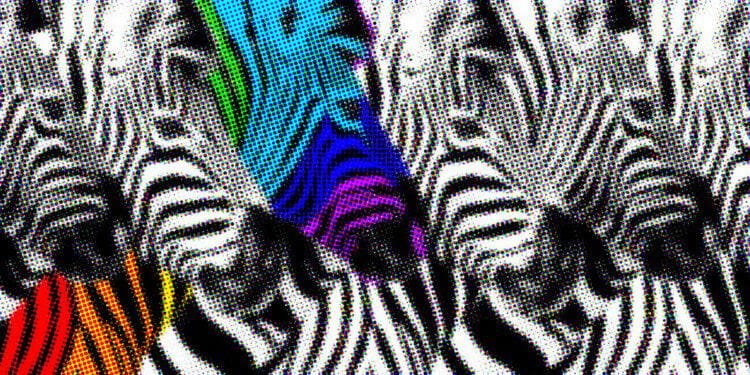 diversity zebras