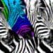 diversity zebras