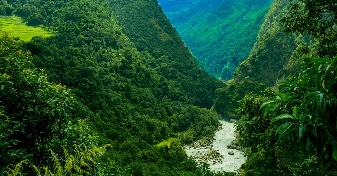 rain forest