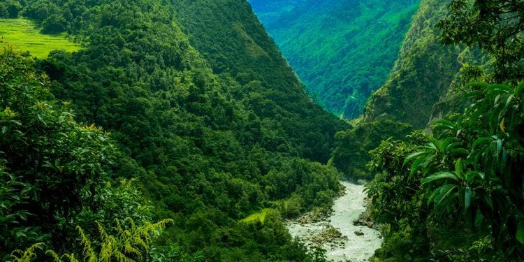 rain forest