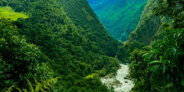 rain forest