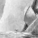 moby dick illustration