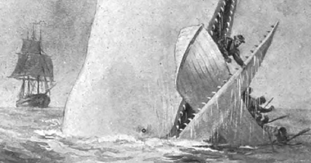 moby dick illustration