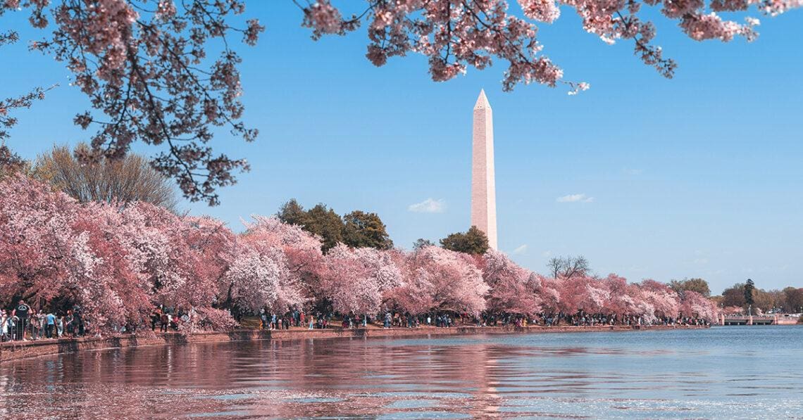 washington dc cherry blossoms