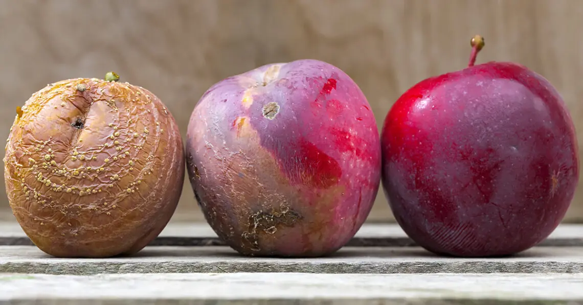 apples at different stages of molding