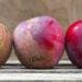 apples at different stages of molding