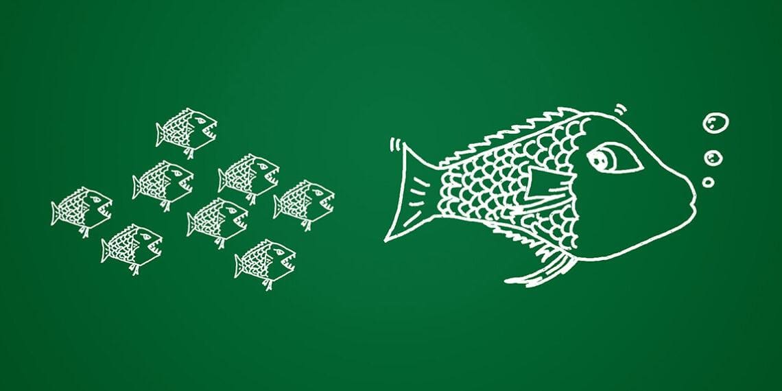 Little fish chasing big fish