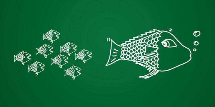 Little fish chasing big fish