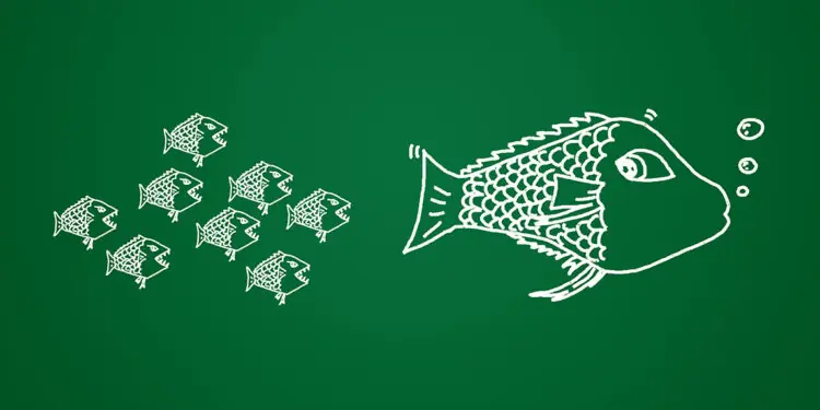 Little fish chasing big fish