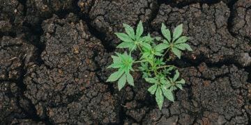 small plant budding in cracked soil