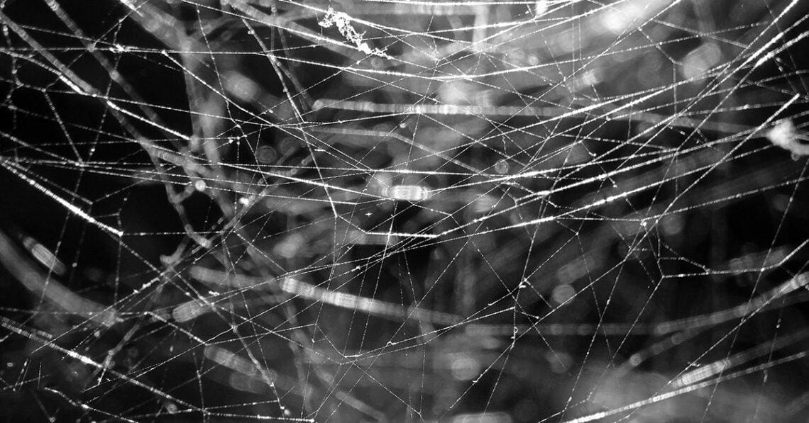 A close-up view of a spiderweb