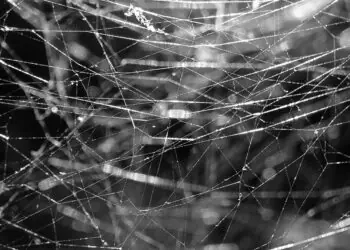 A close-up view of a spiderweb
