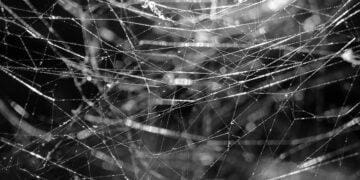 A close-up view of a spiderweb