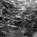 A close-up view of a spiderweb