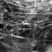 A close-up view of a spiderweb