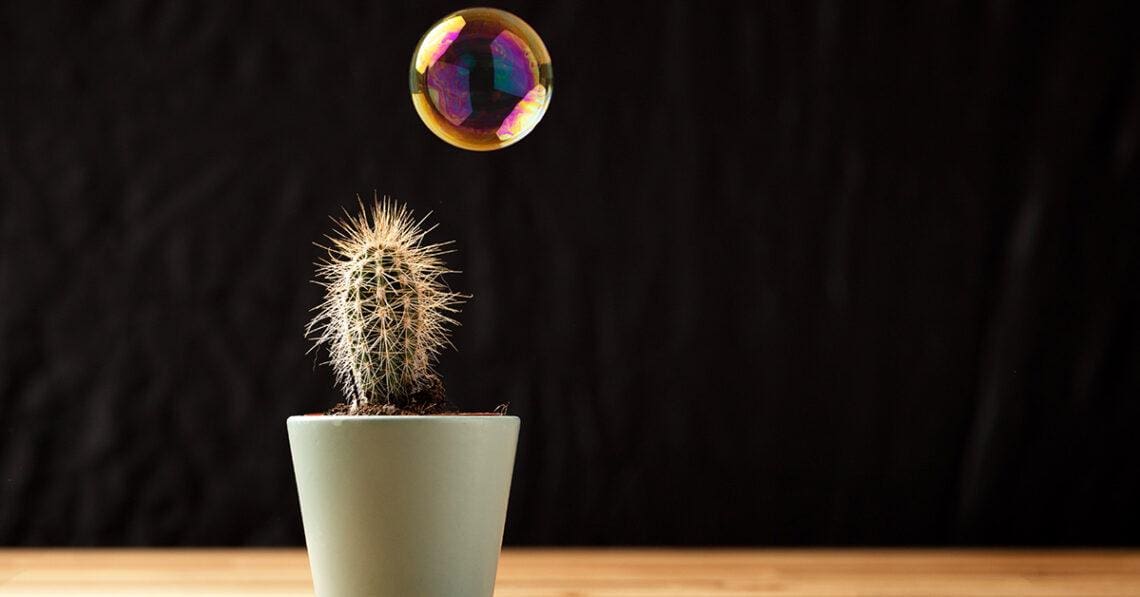 bubble floating near cactus