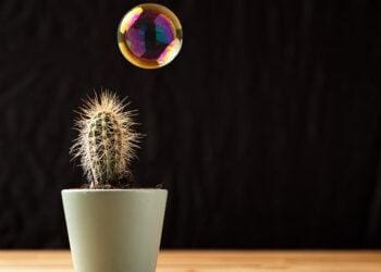 bubble floating near cactus