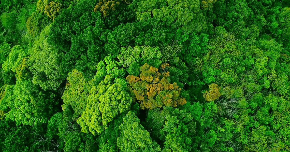 lush forest aerial view