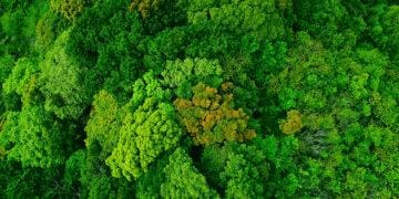 lush forest aerial view