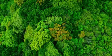 lush forest aerial view