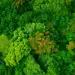 lush forest aerial view