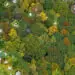lush forest with data points called out