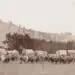 freighting between sturgis and deadwood
