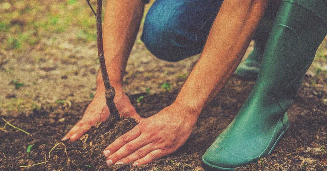 planting a new tree