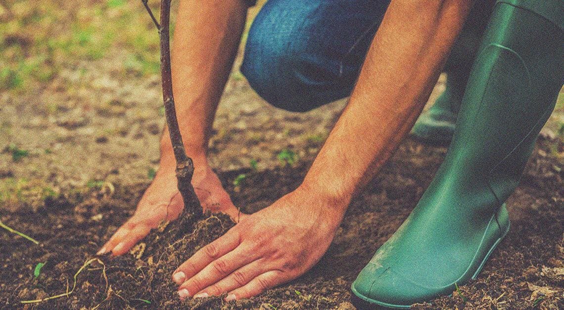 planting a new tree