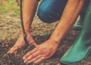 planting a new tree