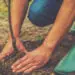 planting a new tree