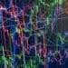 economic levels
