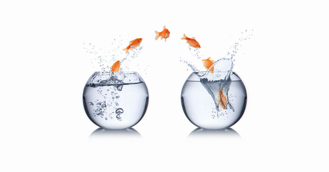 fish jumping into new bowl
