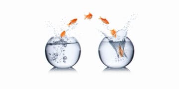 fish jumping into new bowl