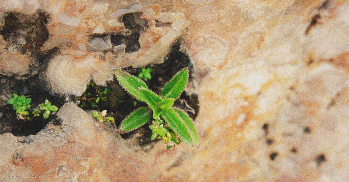 flowers growing in crevasse