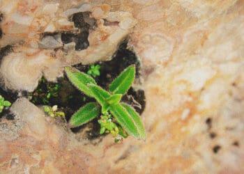 flowers growing in crevasse