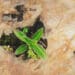 flowers growing in crevasse