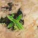 flowers growing in crevasse