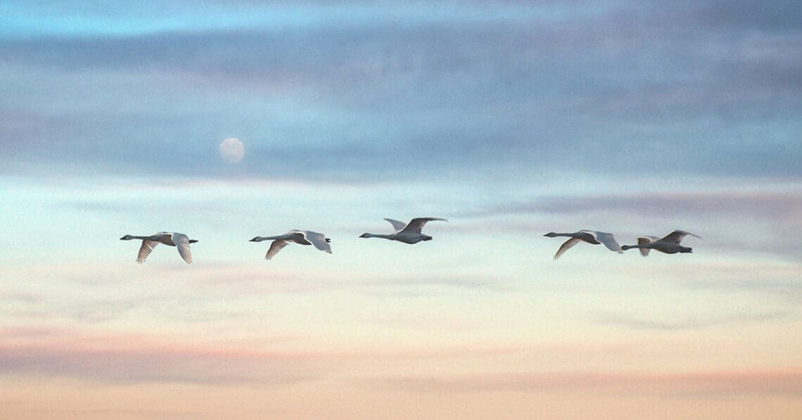 swans migrating