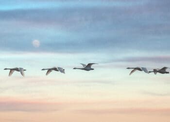 swans migrating