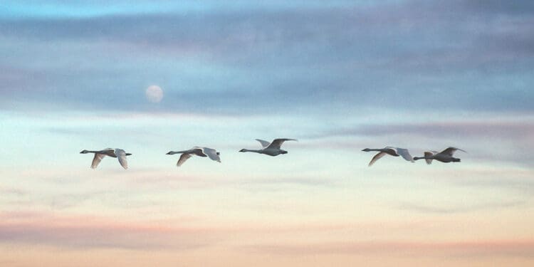 swans migrating