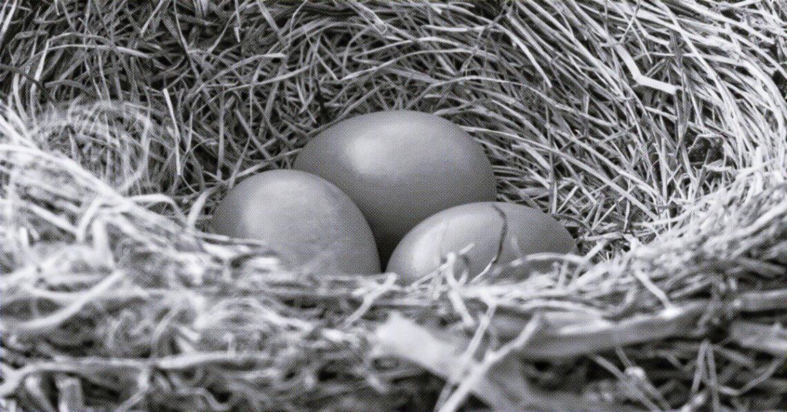 eggs in nest