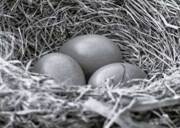 eggs in nest