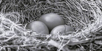 eggs in nest