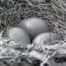 eggs in nest