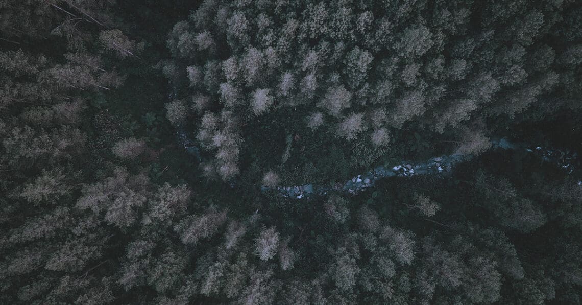 aerial view of forest