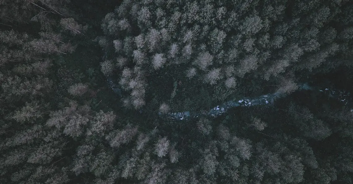 aerial view of forest