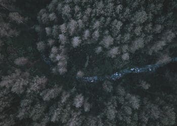 aerial view of forest