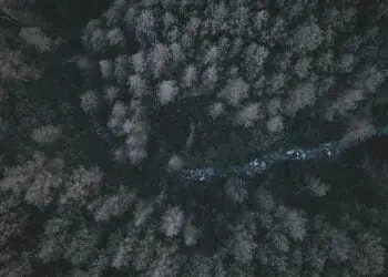 aerial view of forest